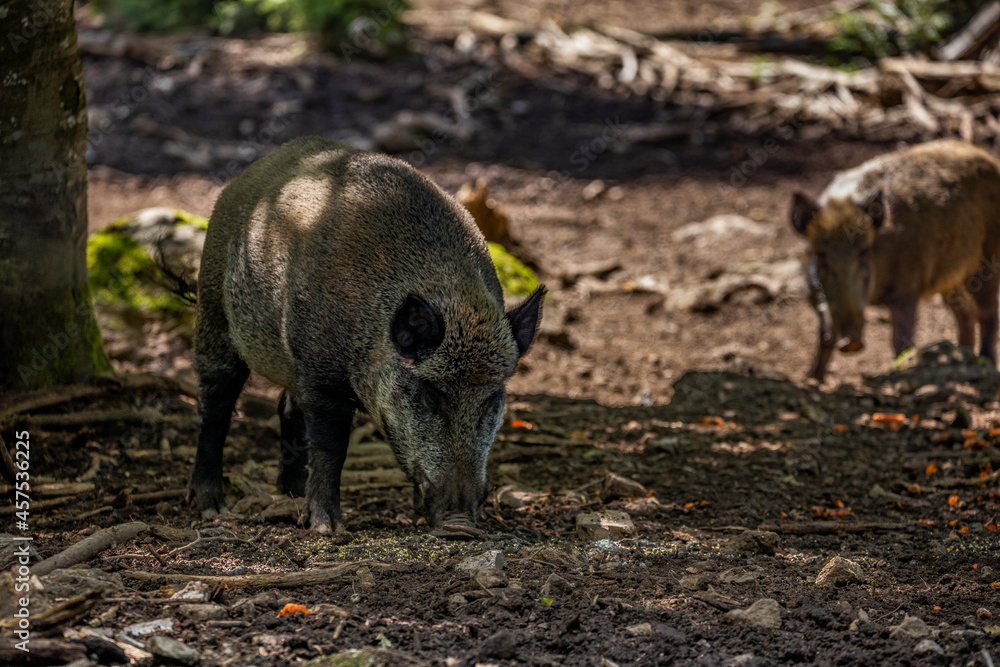 02.09.2021, GER, Bayern, Neuschönau: Wildschwein (Sus scrofa) im Tierfreigelände im Nationalpark Bayerischer Wald am Lusen. 02.09.2021, GER, Bayern, Neuschönau: Wildschwein (Sus scrofa) im Tierfreigelände im Nationalpark Bayerischer Wald am Lusen.
