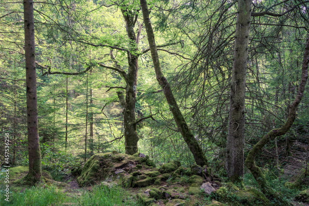 Mixed woodland which forms part of the Hermitage (woodland walking area) located near Dunkeld, Perthshire, Scotland.