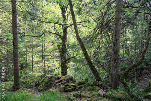  Mixed woodland which forms part of the Hermitage  woodland walking area  located near Dunkeld  Perthshire  Scotland.