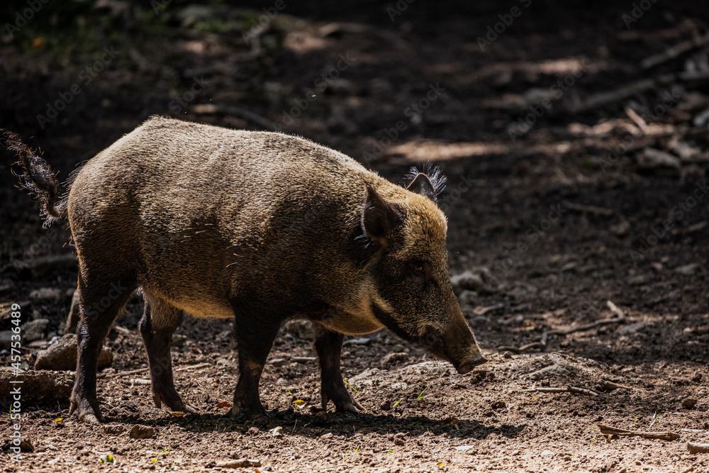 02.09.2021, GER, Bayern, Neuschönau: Wildschwein (Sus scrofa) im Tierfreigelände im Nationalpark Bayerischer Wald am Lusen. 02.09.2021, GER, Bayern, Neuschönau: Wildschwein (Sus scrofa) im Tierfreigelände im Nationalpark Bayerischer Wald am Lusen.