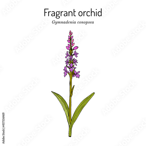 Chalk fragrant orchid Gymnadenia conopsea   medicinal plant