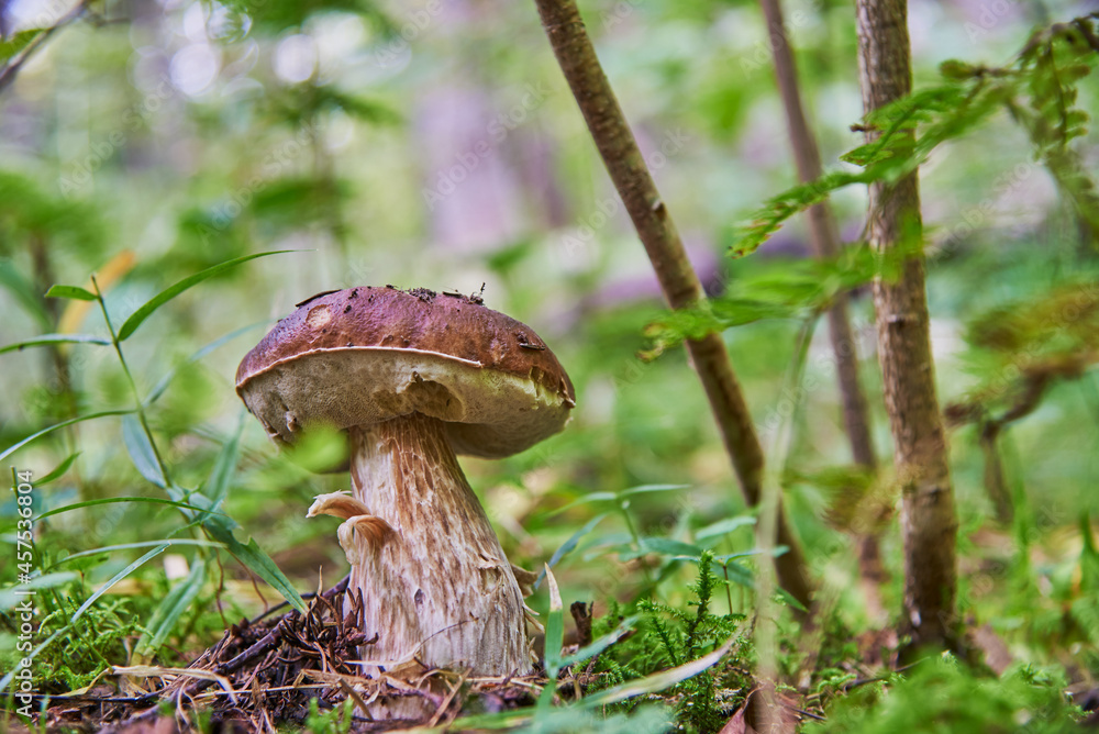 Fototapeta premium Natural white mushroom growing in a forest.