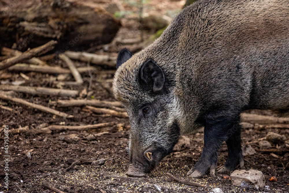 02.09.2021, GER, Bayern, Neuschönau: Wildschwein (Sus scrofa) im Tierfreigelände im Nationalpark Bayerischer Wald am Lusen. 02.09.2021, GER, Bayern, Neuschönau: Wildschwein (Sus scrofa) im Tierfreigelände im Nationalpark Bayerischer Wald am Lusen.