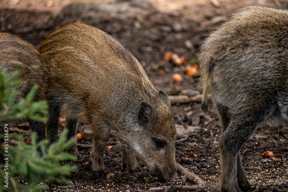 02.09.2021, GER, Bayern, Neuschönau: Wildschwein (Sus scrofa) im Tierfreigelände im Nationalpark Bayerischer Wald am Lusen. 02.09.2021, GER, Bayern, Neuschönau: Wildschwein (Sus scrofa) im Tierfreigelände im Nationalpark Bayerischer Wald am Lusen.