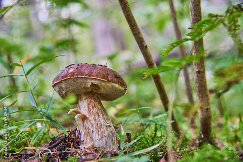 Natural white mushroom growing in a forest.