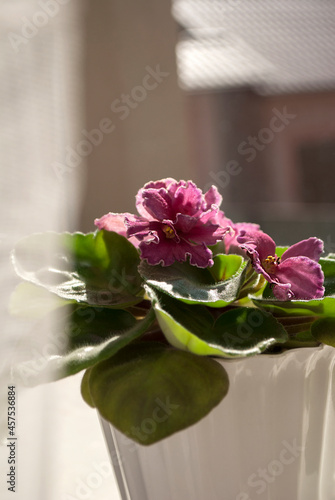 Homemade flower in a pot indoors on a windowsill, close-up. Beautiful violet