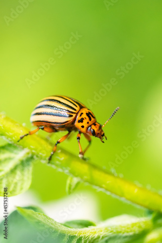 Fotografering Leptinotarsa decemlineata, potato beetle on potato plants, insect