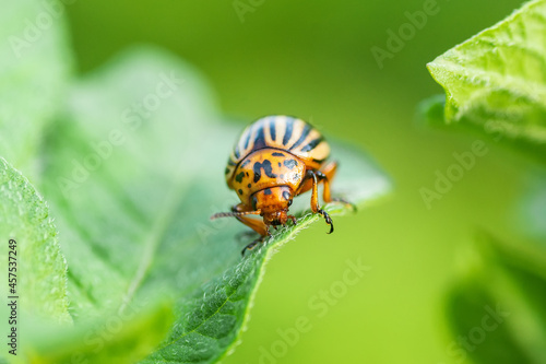 Leptinotarsa decemlineata, potato beetle on potato plants, insect. © alexbush