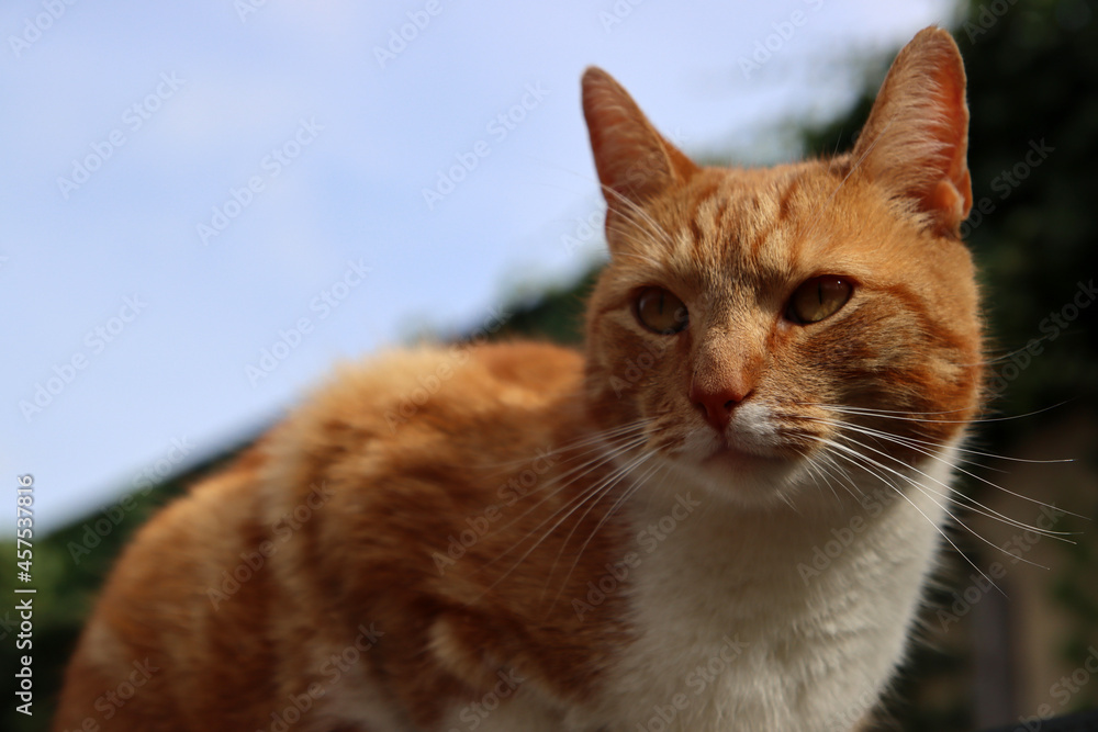 Close up portrait of ginger cat sitting on the sun. Cute cat in a garden. Close up portrait of ginger cat sitting on the sun. Cute cat in a garden.