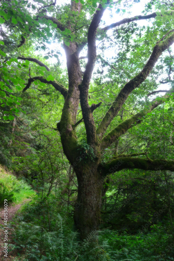 Wild forest of Auvergne, walking path Wild forest of Auvergne, walking path