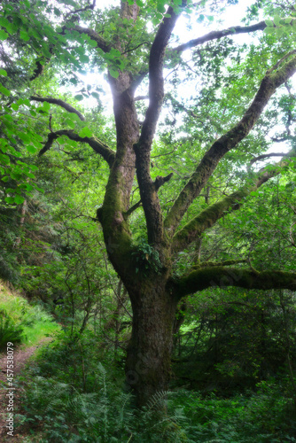 Wild forest of Auvergne  walking path