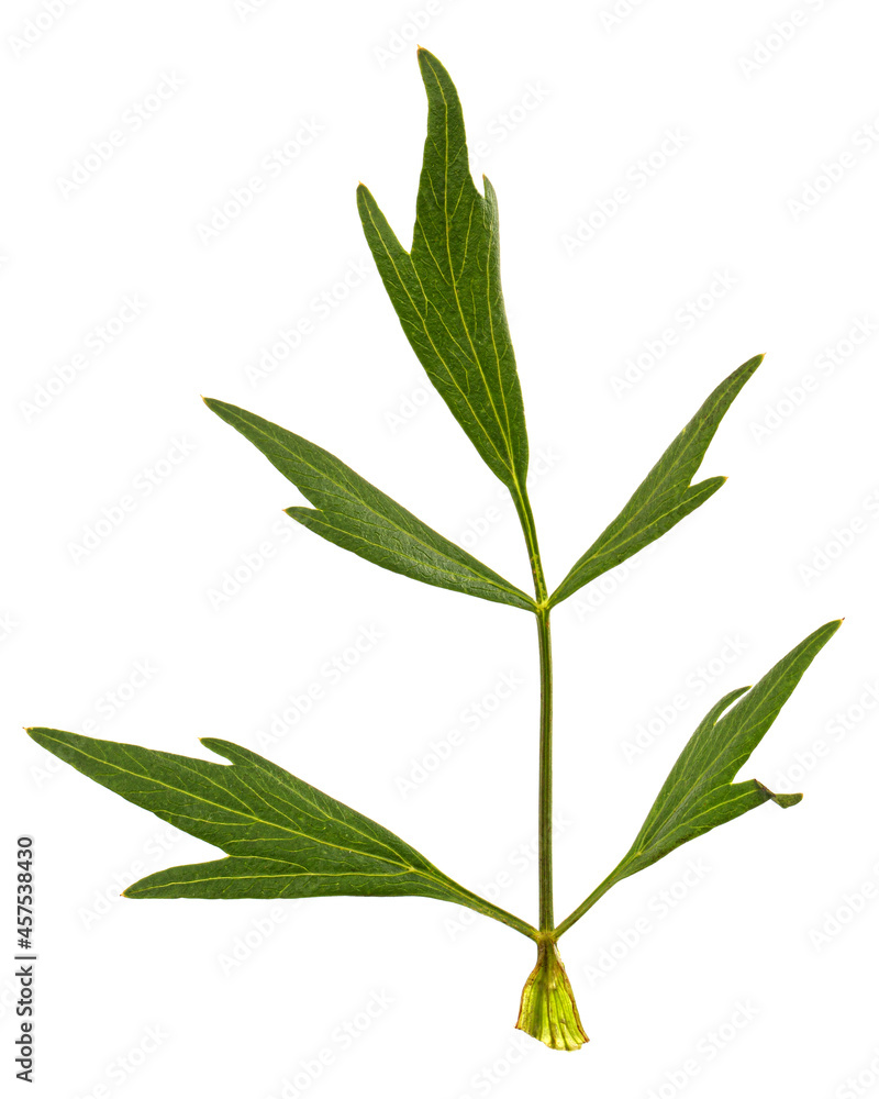 Fresh green leaf of lovage, lat. Levisticum officinale, isolated on white background