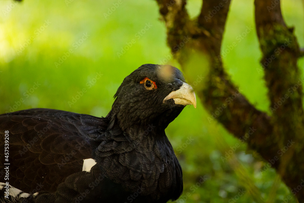 02.09.2021, GER, Bayern, Neuschönau: Auerhuhn (Tetrao urogallus) im Tierfreigelände im Nationalpark Bayerischer Wald am Lusen. 02.09.2021, GER, Bayern, Neuschönau: Auerhuhn (Tetrao urogallus) im Tierfreigelände im Nationalpark Bayerischer Wald am Lusen.