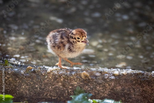 02.09.2021, GER, Bayern, Neuschönau: Rebhuhn (Perdix perdix) im Tierfreigelände im Nationalpark Bayerischer Wald am Lusen.