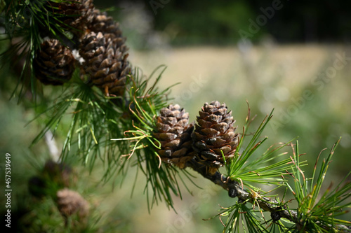 pommes de pin sur leur branche