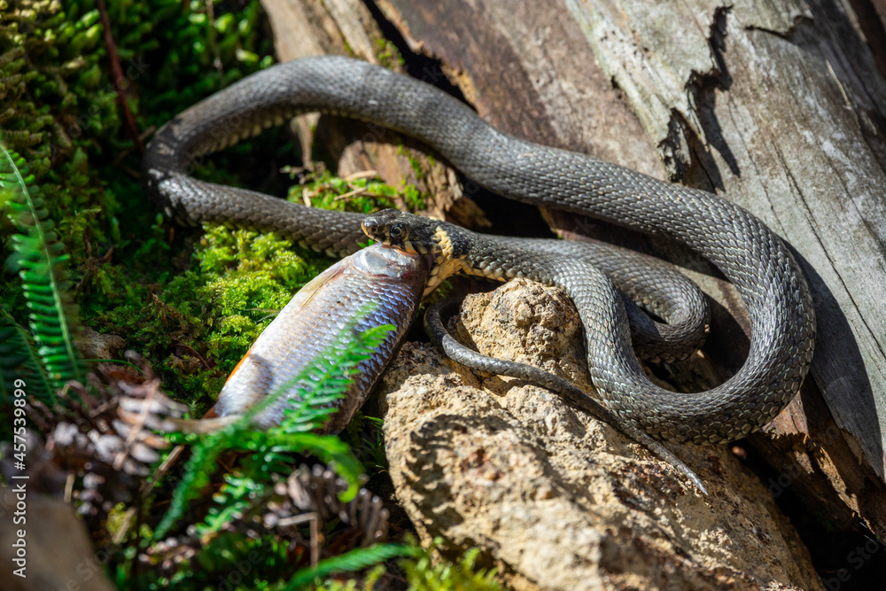 02.09.2021, GER, Bayern, Neuschönau: Ringelnatter (Natrix natrix) im Tierfreigelände im Nationalpark Bayerischer Wald am Lusen. 02.09.2021, GER, Bayern, Neuschönau: Ringelnatter (Natrix natrix) im Tierfreigelände im Nationalpark Bayerischer Wald am Lusen.