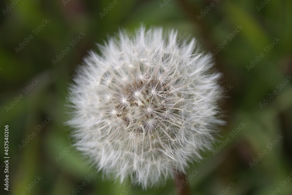 dandelion on green background