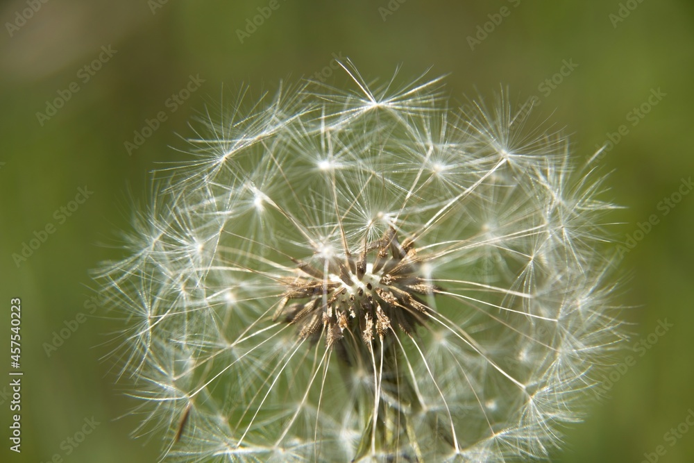 dandelion on green background