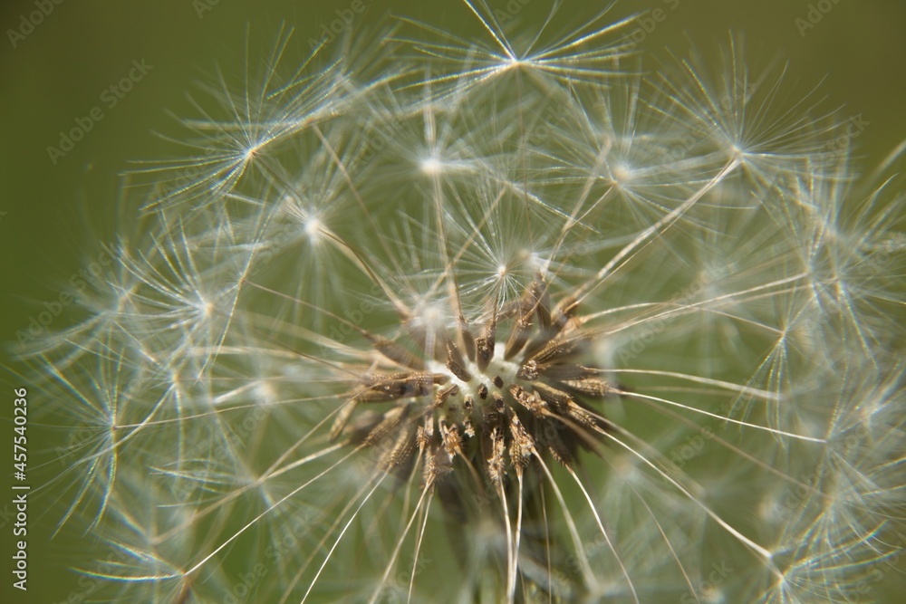 dandelion on green background