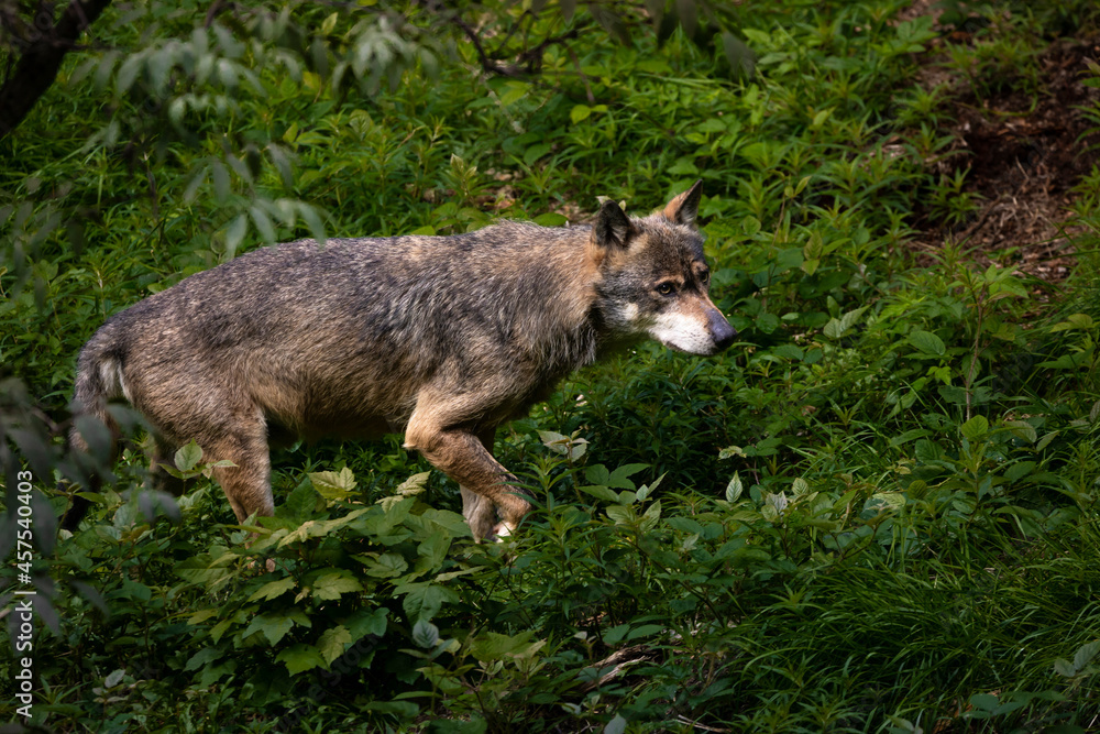 Obraz premium 02.09.2021, GER, Bayern, Neuschönau: Wolf (Canis Lupus) im Tierfreigelände im Nationalpark Bayerischer Wald am Lusen.