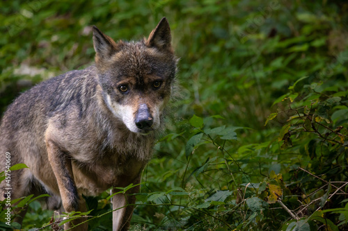 02.09.2021  GER  Bayern  Neusch  nau  Wolf  Canis Lupus  im Tierfreigel  nde im Nationalpark Bayerischer Wald am Lusen.