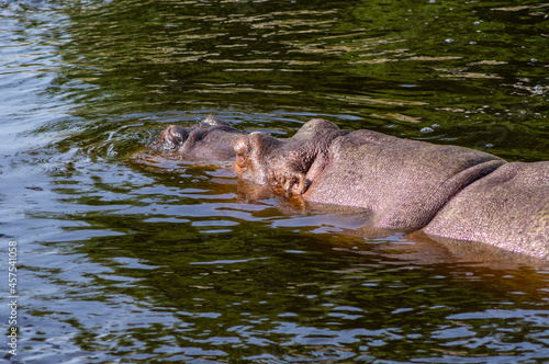 Pływający hipopotam
