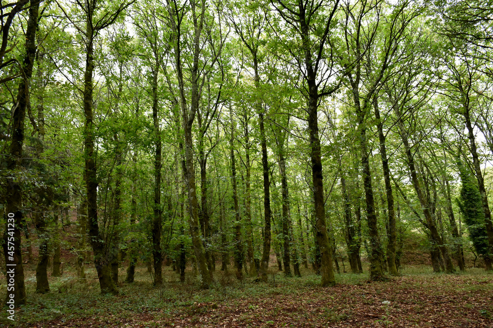 Fototapeta premium Enchanted forest for the little fairies