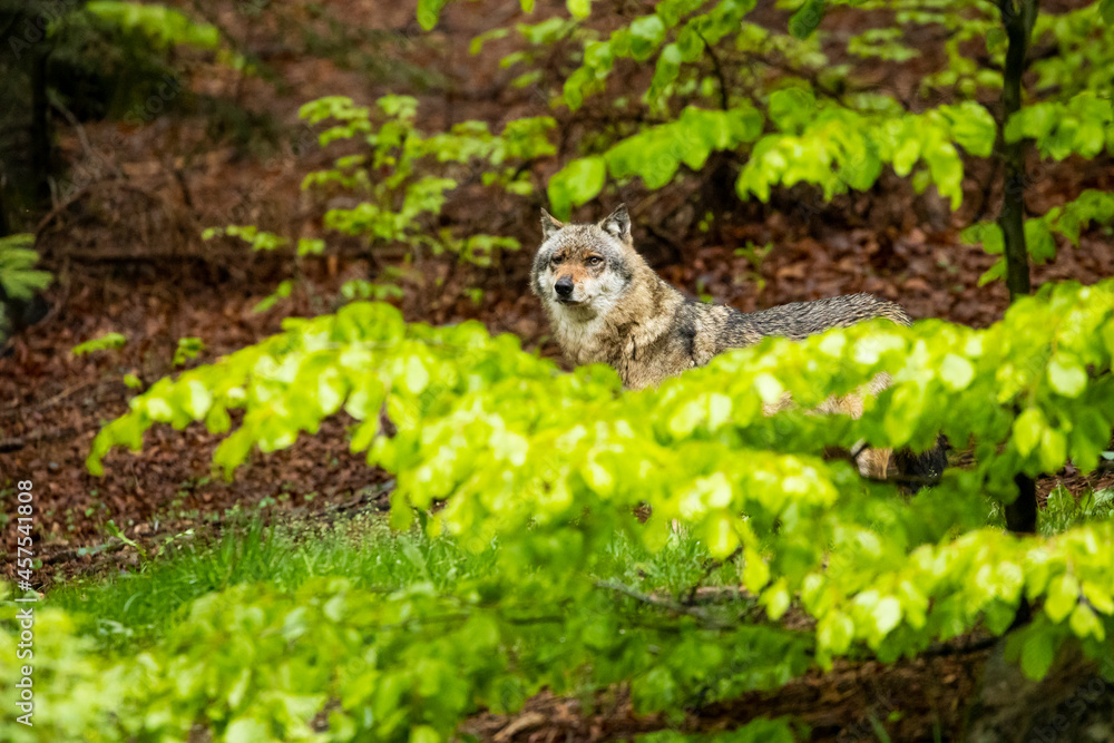 22.05.2020, GER, Bayern, Neuschönau: europäischer Wolf (Canis lupus lupus) im Tierfreigelände des Nationalparks bayerischer Wald. 22.05.2020, GER, Bayern, Neuschönau: europäischer Wolf (Canis lupus lupus) im Tierfreigelände des Nationalparks bayerischer Wald.