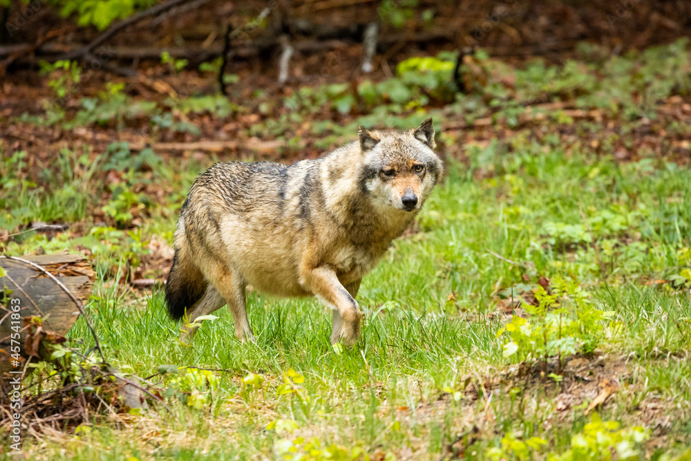 22.05.2020, GER, Bayern, Neuschönau: europäischer Wolf (Canis lupus lupus) im Tierfreigelände des Nationalparks bayerischer Wald. 22.05.2020, GER, Bayern, Neuschönau: europäischer Wolf (Canis lupus lupus) im Tierfreigelände des Nationalparks bayerischer Wald.
