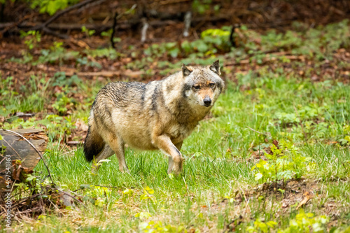 22.05.2020, GER, Bayern, Neuschönau: europäischer Wolf (Canis lupus lupus) im Tierfreigelände des Nationalparks bayerischer Wald. photo
