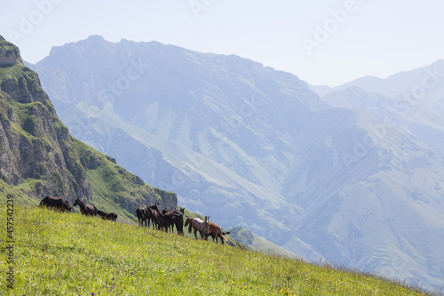 Herd on alpine meadows against the backdrop of the mountains of North Ossetia-Alania