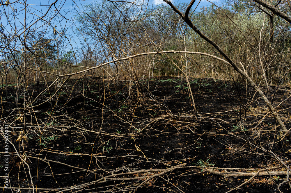 burnt branches burnt branches