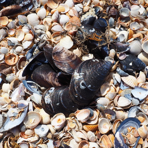 Shells from gastropods of bivalve molluscs. The Azov and Black seas, Golubitskaya. Seashells on the shore. Cerastoderma lamarcki, Hypanis colorata, Anadara inaequivalvis, Mytilus galloprovincialis photo