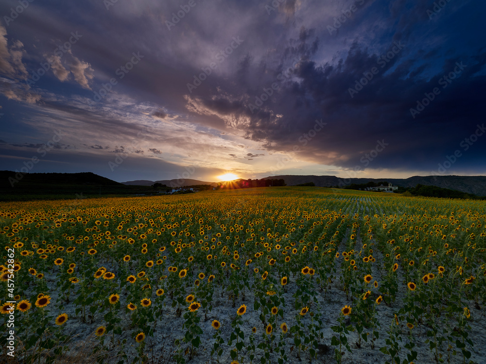 Sunflower fields in the town of Fontanares, Spain