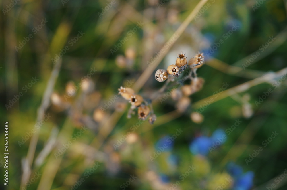 blurry image of small plants, natural background in soft focus