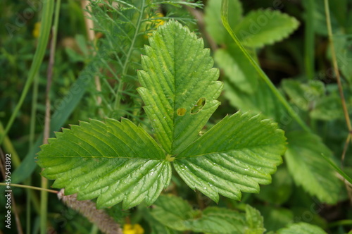 green leaf of wild meadow strawberry