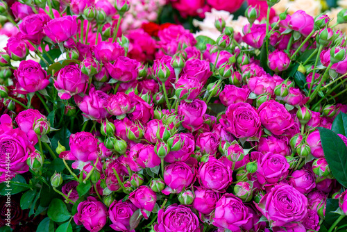 Beautiful pink roses. Floral festive natural background.