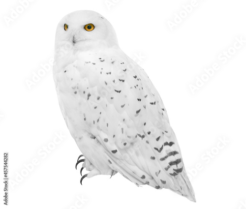 Snowy owl (Bubo scandiacus), isolated on White background photo