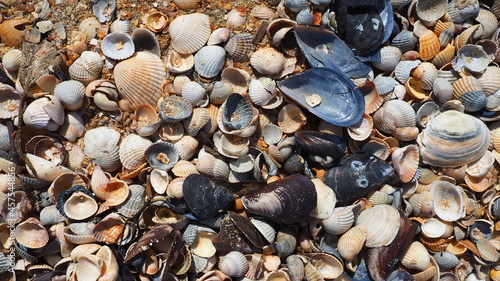 Shells from gastropods of bivalve molluscs. The Azov and Black seas, Golubitskaya. Seashells on the shore. Cerastoderma lamarcki, Hypanis colorata, Anadara inaequivalvis, Mytilus galloprovincialis photo