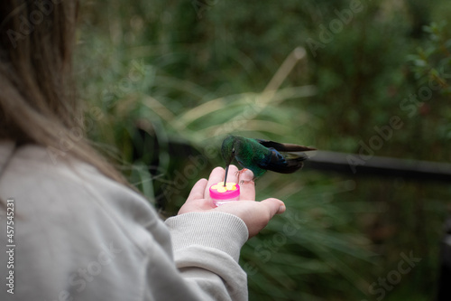 HUMMINGBIRD