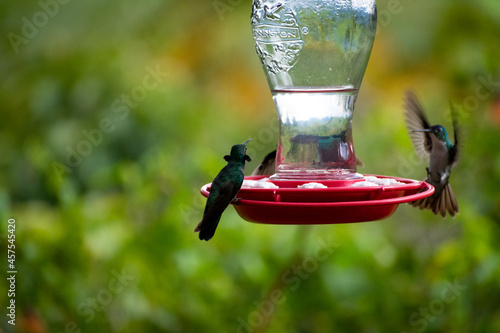 HUMMINGBIRD