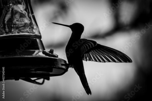 HUMMINGBIRD