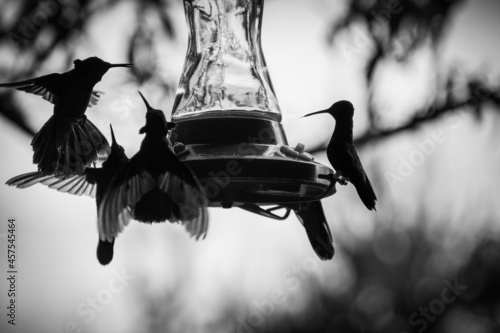 HUMMINGBIRD