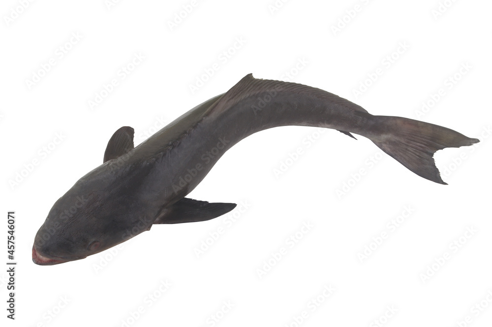 Fototapeta premium Cobia fish isolated