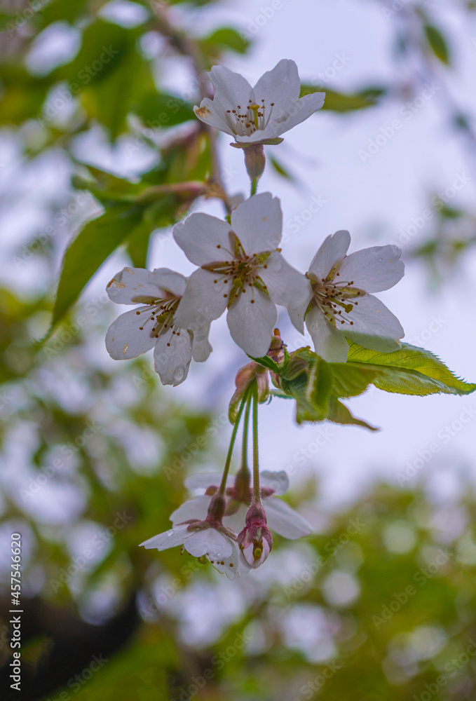 Kwiat wiszącej wiśni Sakura - obrazy, fototapety, plakaty 