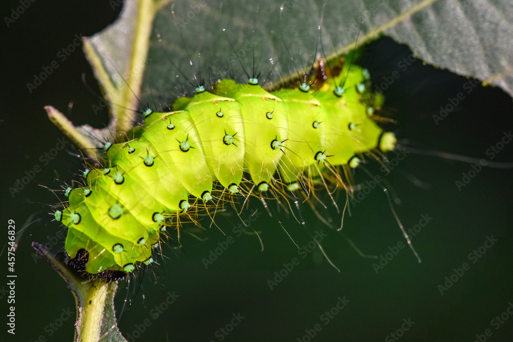 Naklejka premium Larvae of the yellow thorn moth, an insect that inhabits wild plants