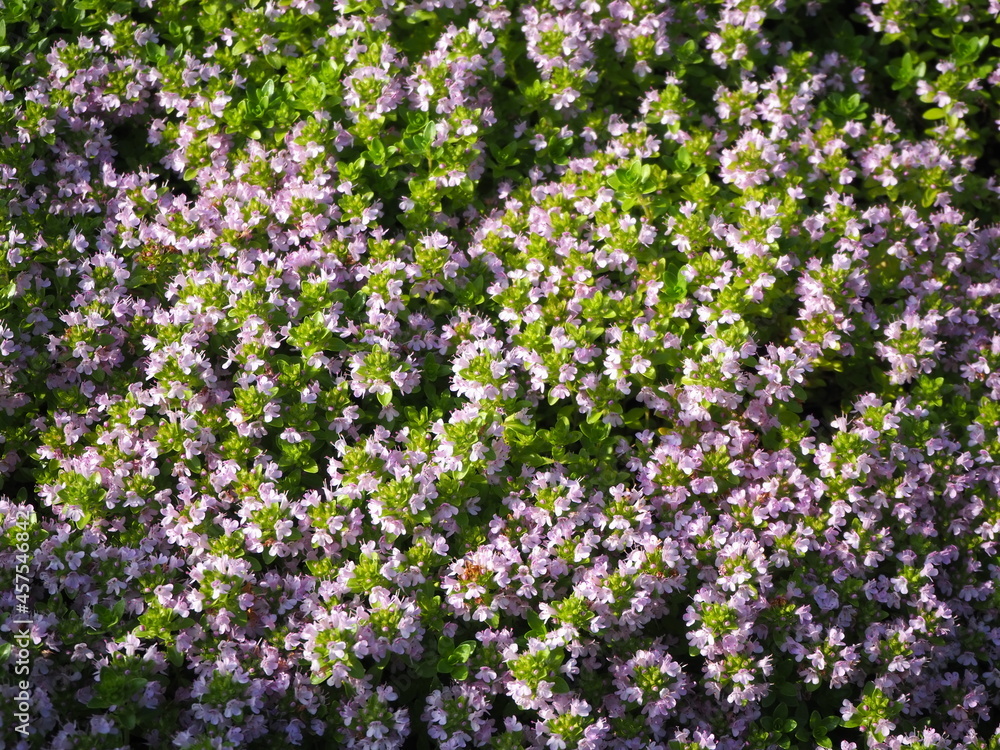 高山植物であるイブキジャコウソウの花