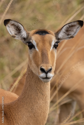 Female impala in the savannah of Mikumi