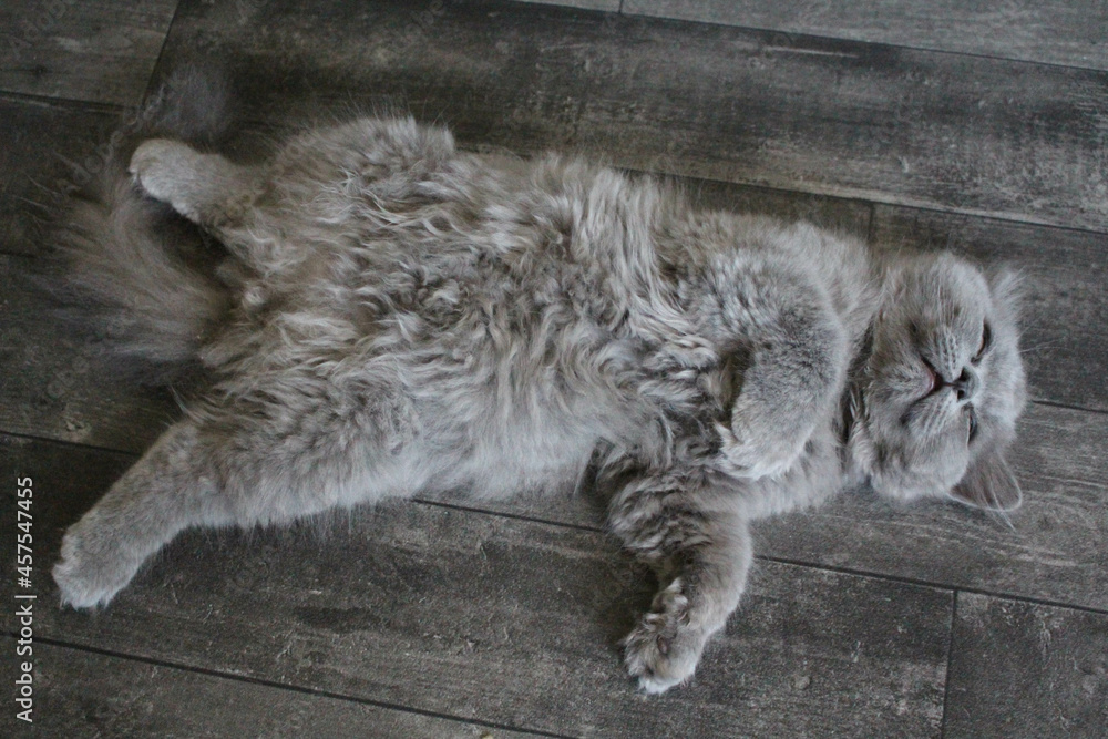 Fototapeta premium cute grey british long hair kitten