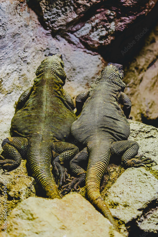 Obraz premium イグアナ夫婦